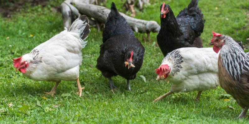 What Distinguishes Free Range Chickens
