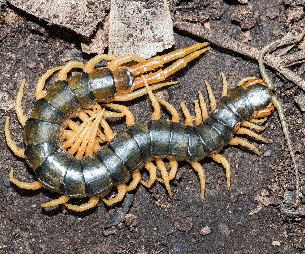 What animals eat House centipedes