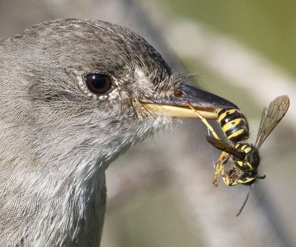 What birds will eat a wasp