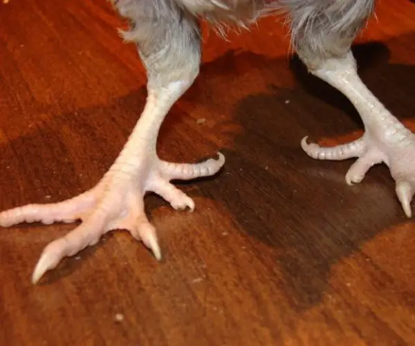What breed of chicken has 5 toes