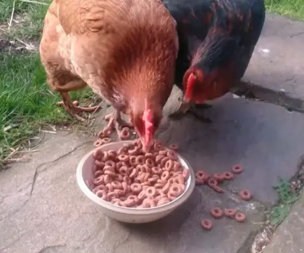 What cereals can chickens eat
