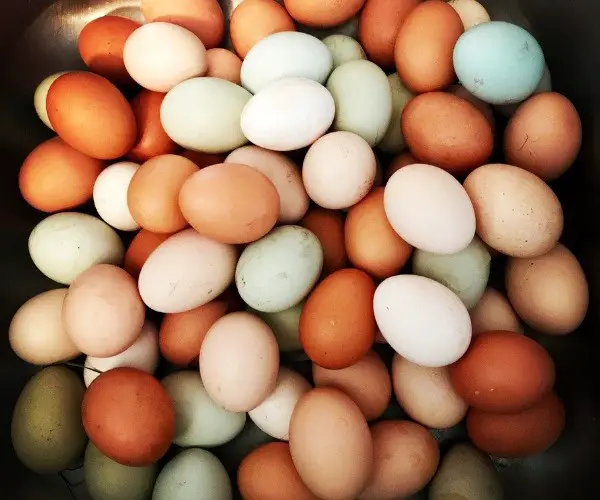 What color eggs do Dominique lay