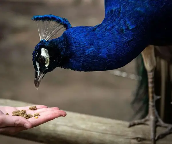What does peacock eat