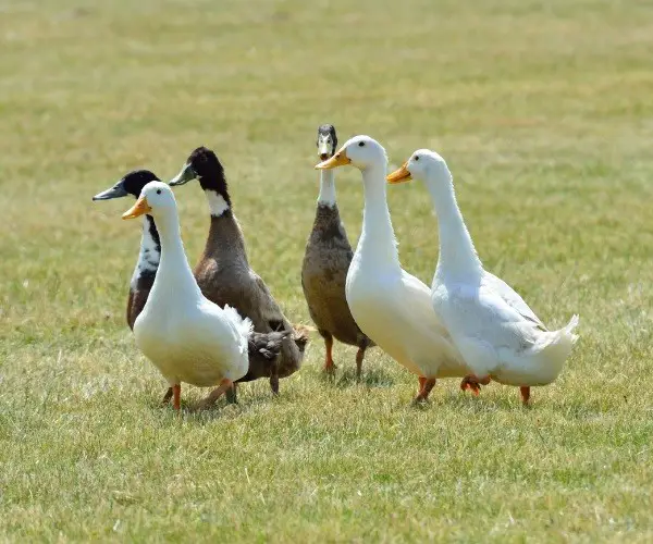 What does straight run ducks mean
