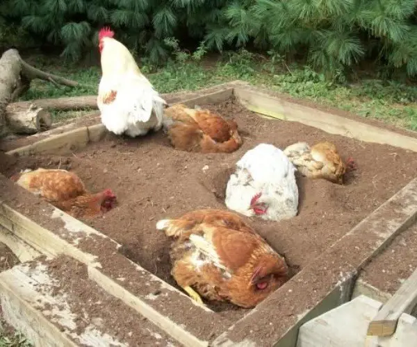 What is best for chickens to dust bathe in