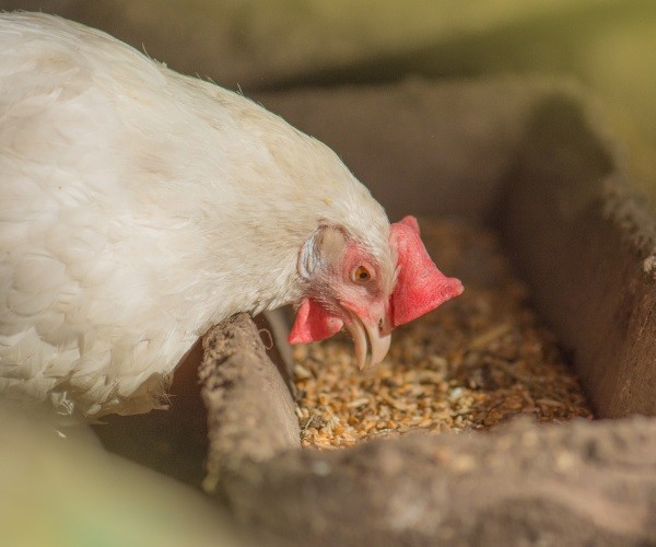 What is natural grit for chickens