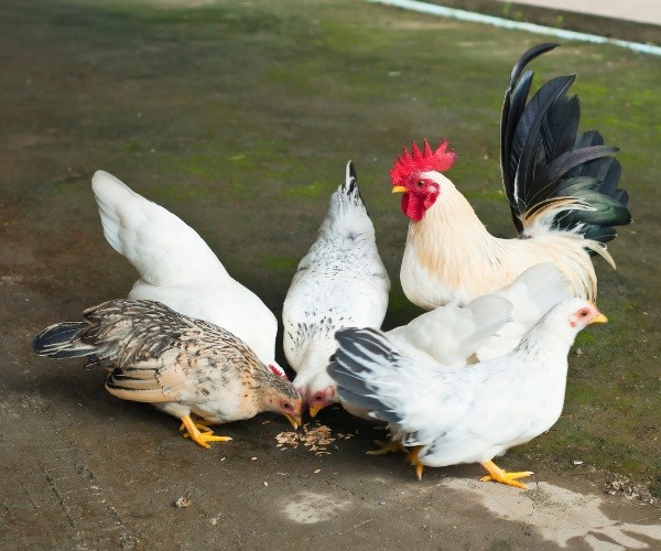 What is the difference between a chicken and a bantam