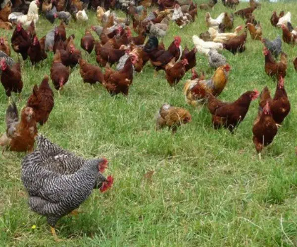 What is the difference between free-range and free roaming chickens