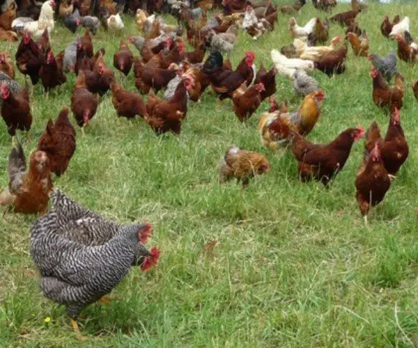  What Distinguishes Free Range Chickens A Detailed Answer 