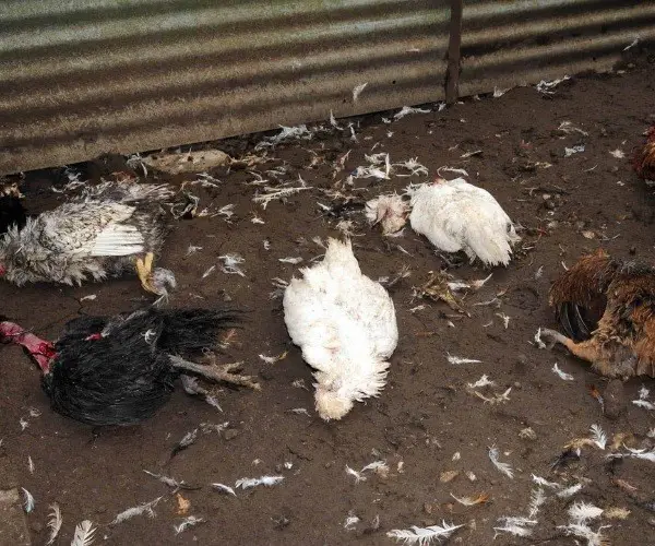 What kills chickens at night and leaves
