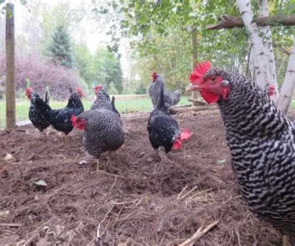 What kind of mulch is best for chicken Run