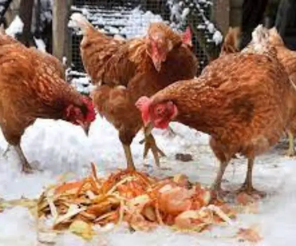 What meats can chickens eat