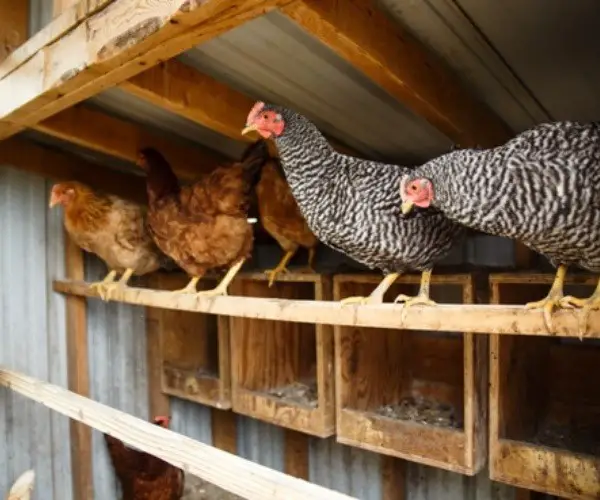 What to do with your chickens when it rains