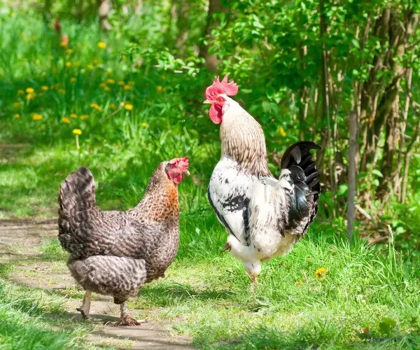 What would cause a rooster to attack a hen