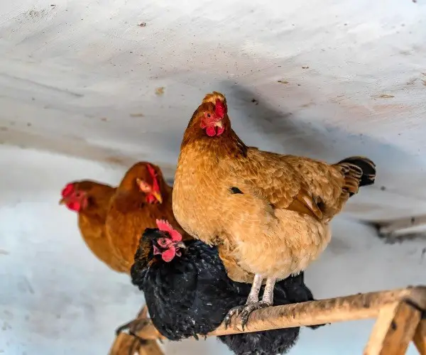 When do chickens need heat in coop