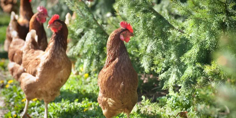 Where Do Free Range Chickens Lay Eggs