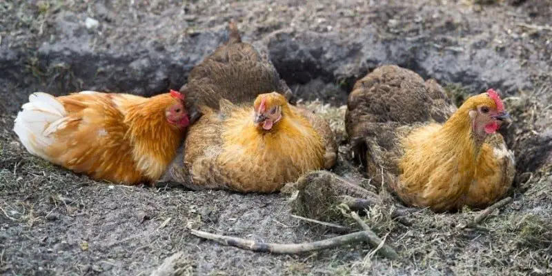 Why Do Chickens Dig Holes