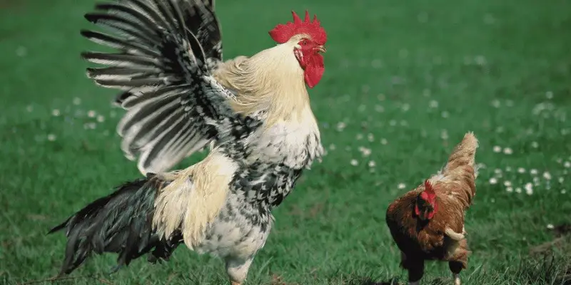 Why Do Chickens Puff Up Their Feathers