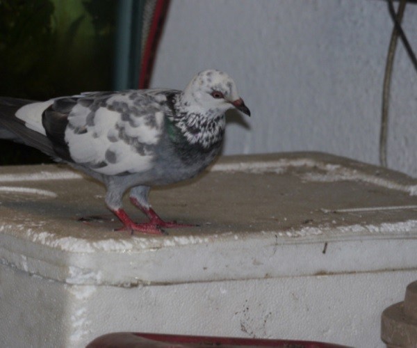 Why do birds eat styrofoam