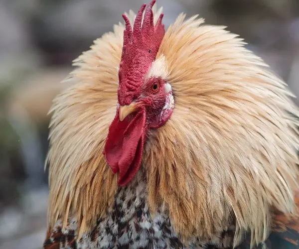 Why do chickens puff up their neck feathers