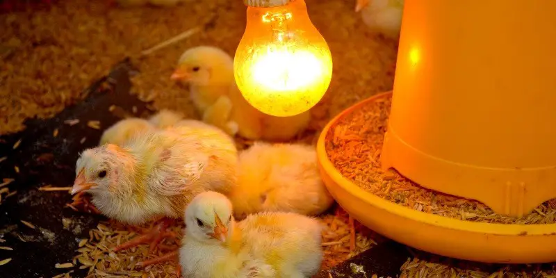 Will Chickens Die Without A Heat Lamp