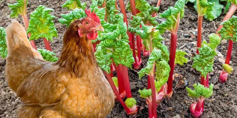 an Chickens Eat Rhubarb