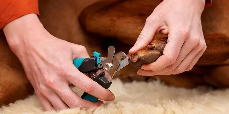 dog nail trimming tips