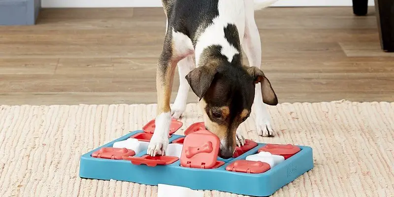 dog puzzle toys guide