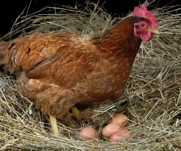 At what age do chickens start laying eggs