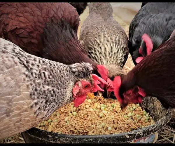 Can chickens eat all grain feed