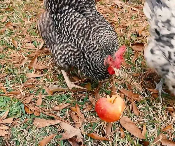 Can chickens eat apples whole