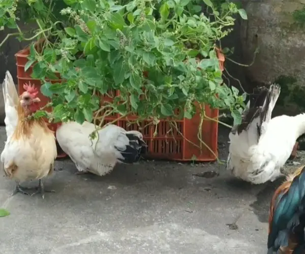 Can chickens eat basil