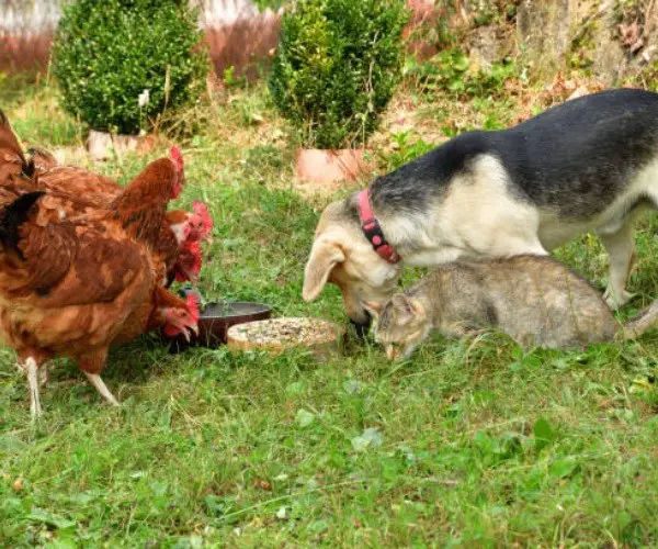 Can chickens eat dog food
