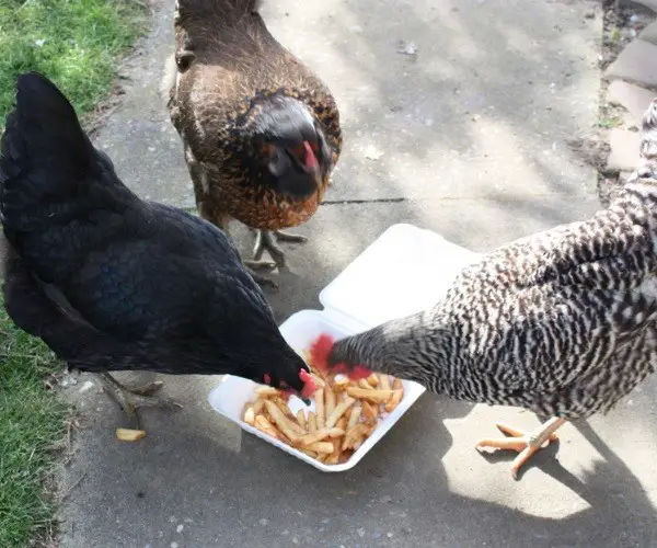 Can chickens eat french fries