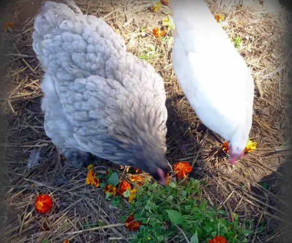 Can chickens eat marigold leaves