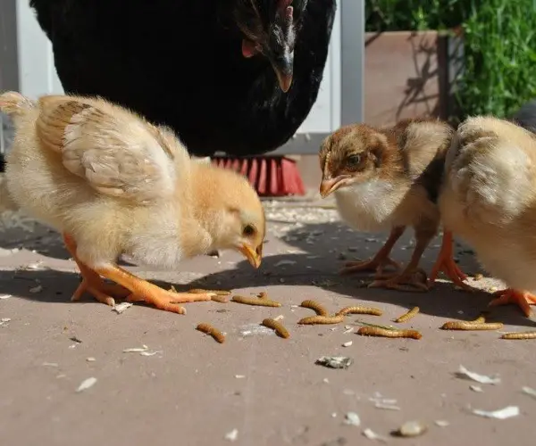 Can chickens eat mealworms
