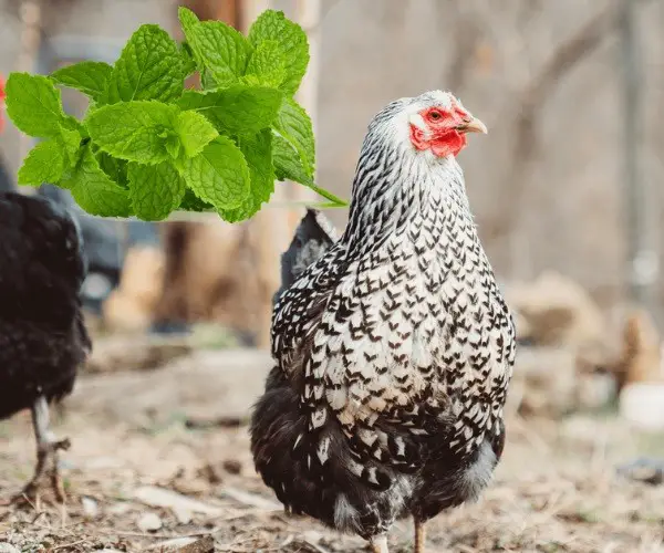 Can chickens eat mint
