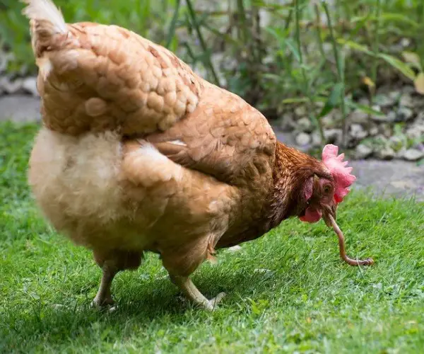 Can chickens eat nightcrawlers