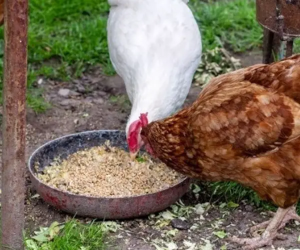 Can chickens eat oats
