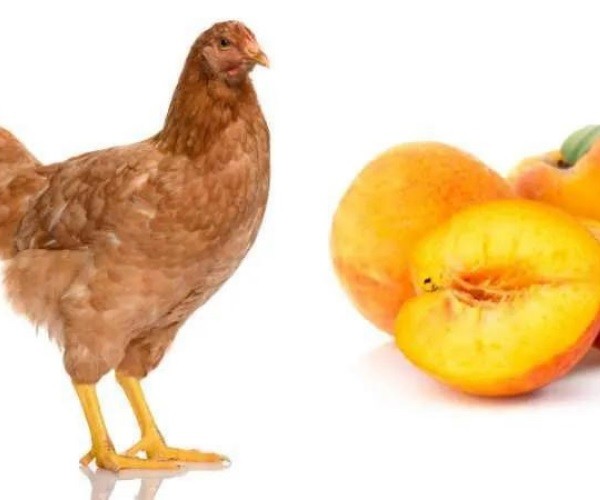 Can chickens eat peaches