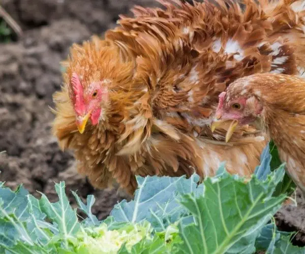 Can chickens eat raw cauliflower