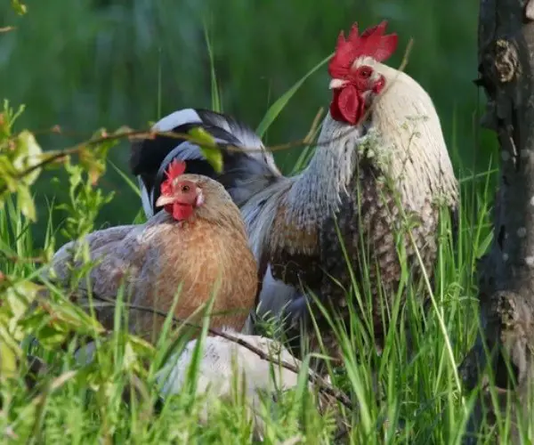 Can chickens eat rosemary