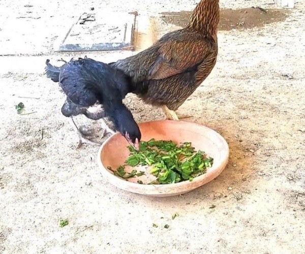 Can chickens eat spinach