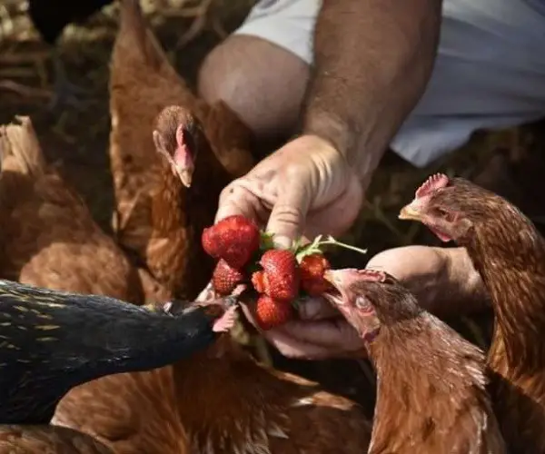 Can chickens eat strawberries