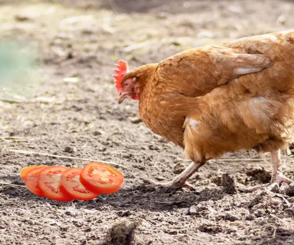 Can chickens eat tomatoes