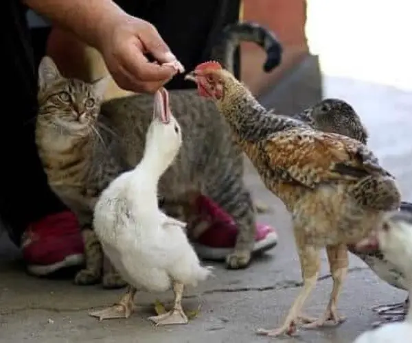 Can chickens eat wet cat food