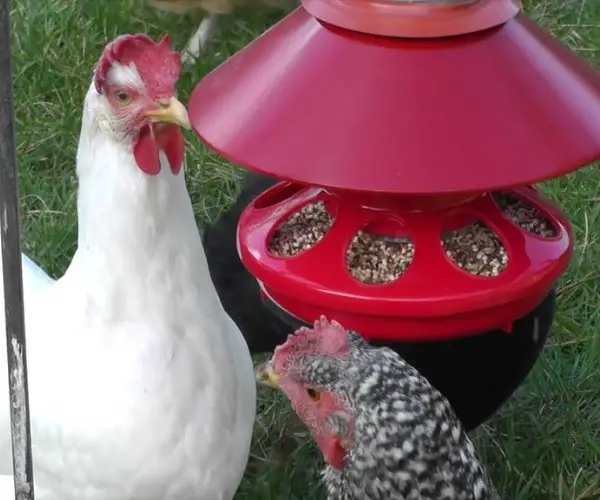 Chicken grit feeder