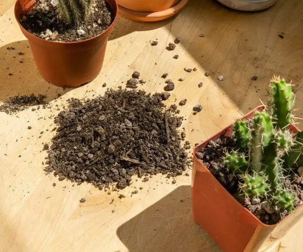 Chicken grit for cactus
