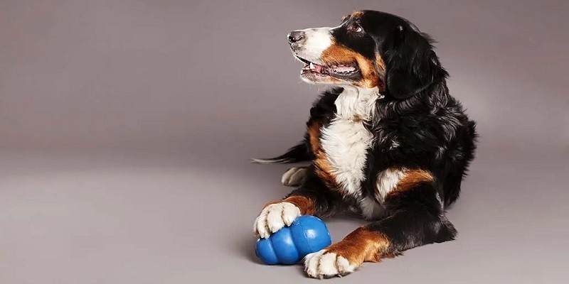 Clever Ways To Keep Your Dog Entertained With Toys