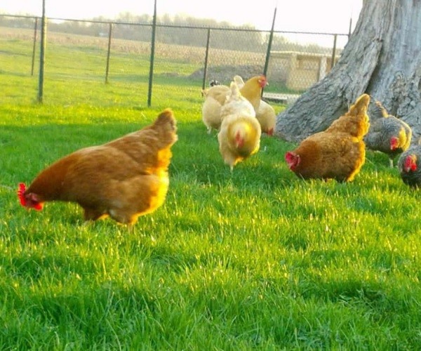 Fast growing grass for chickens